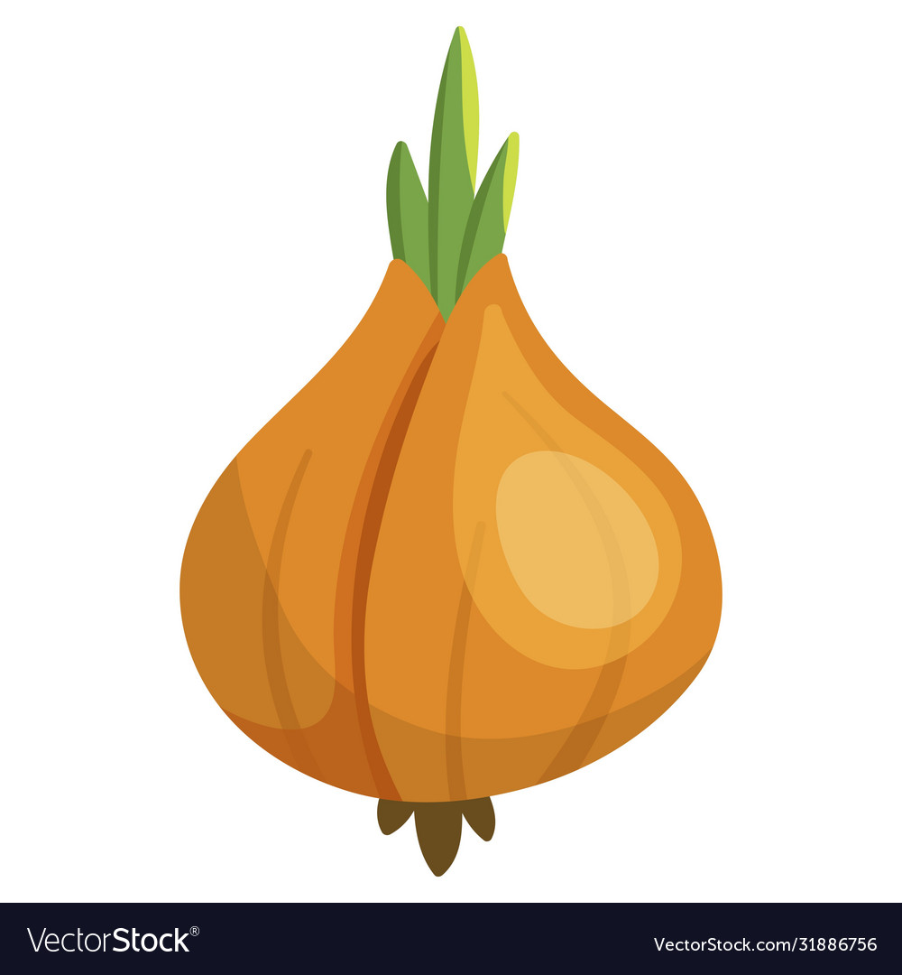 Vegetable onion icon isolated on white background