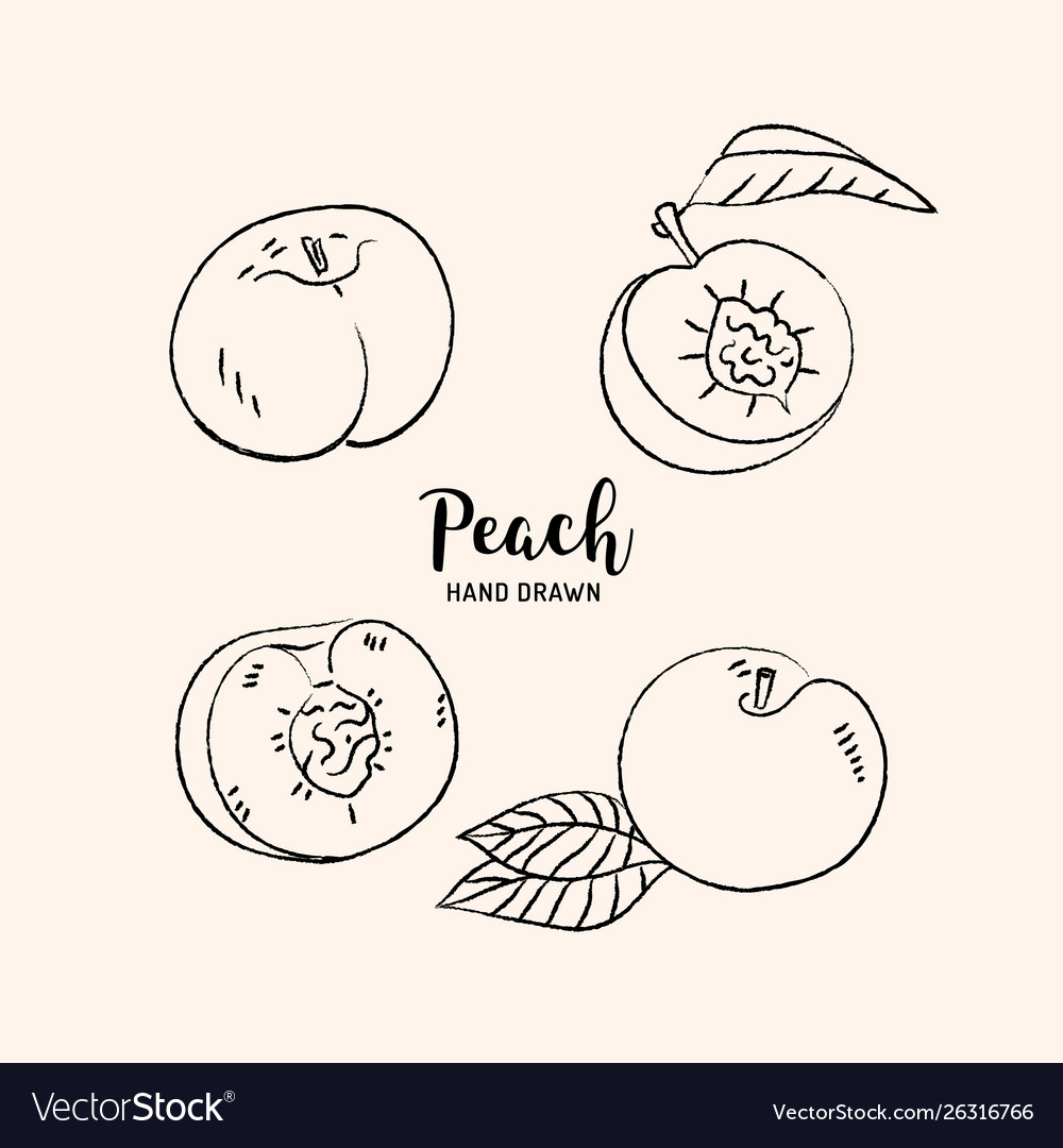 Peach Half with Bone - Sketch