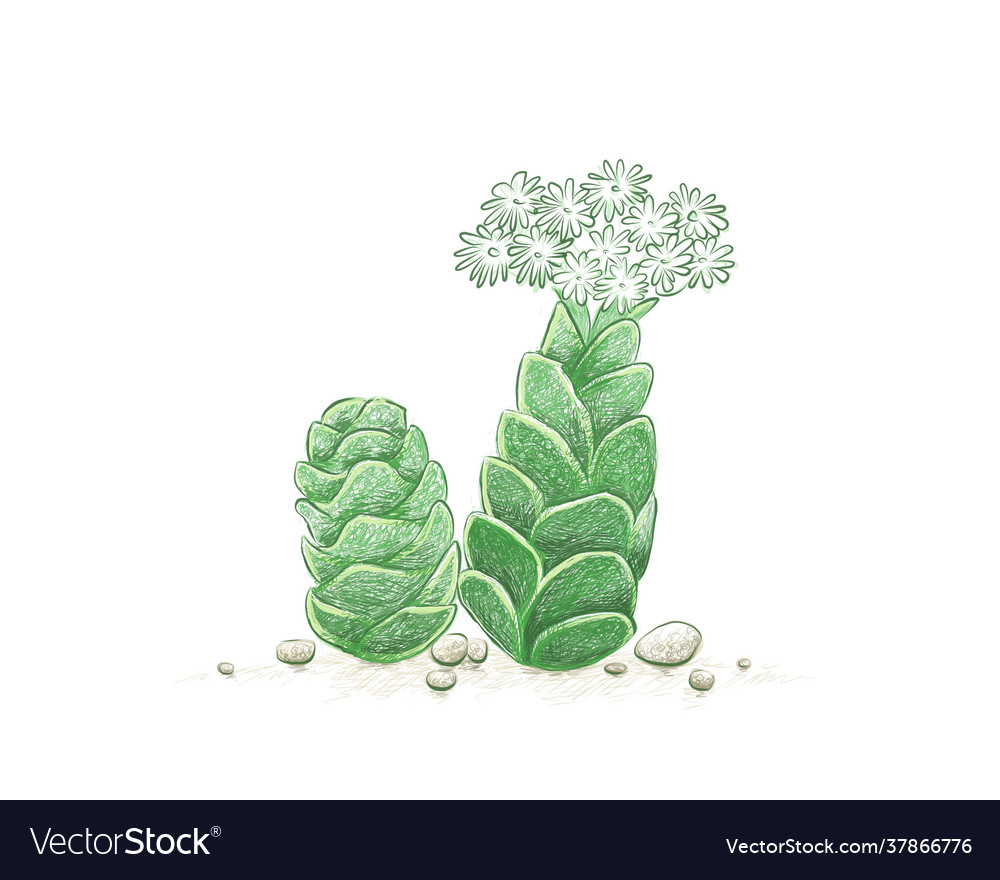 Hand drawn sketch crassula barklyi succulents p