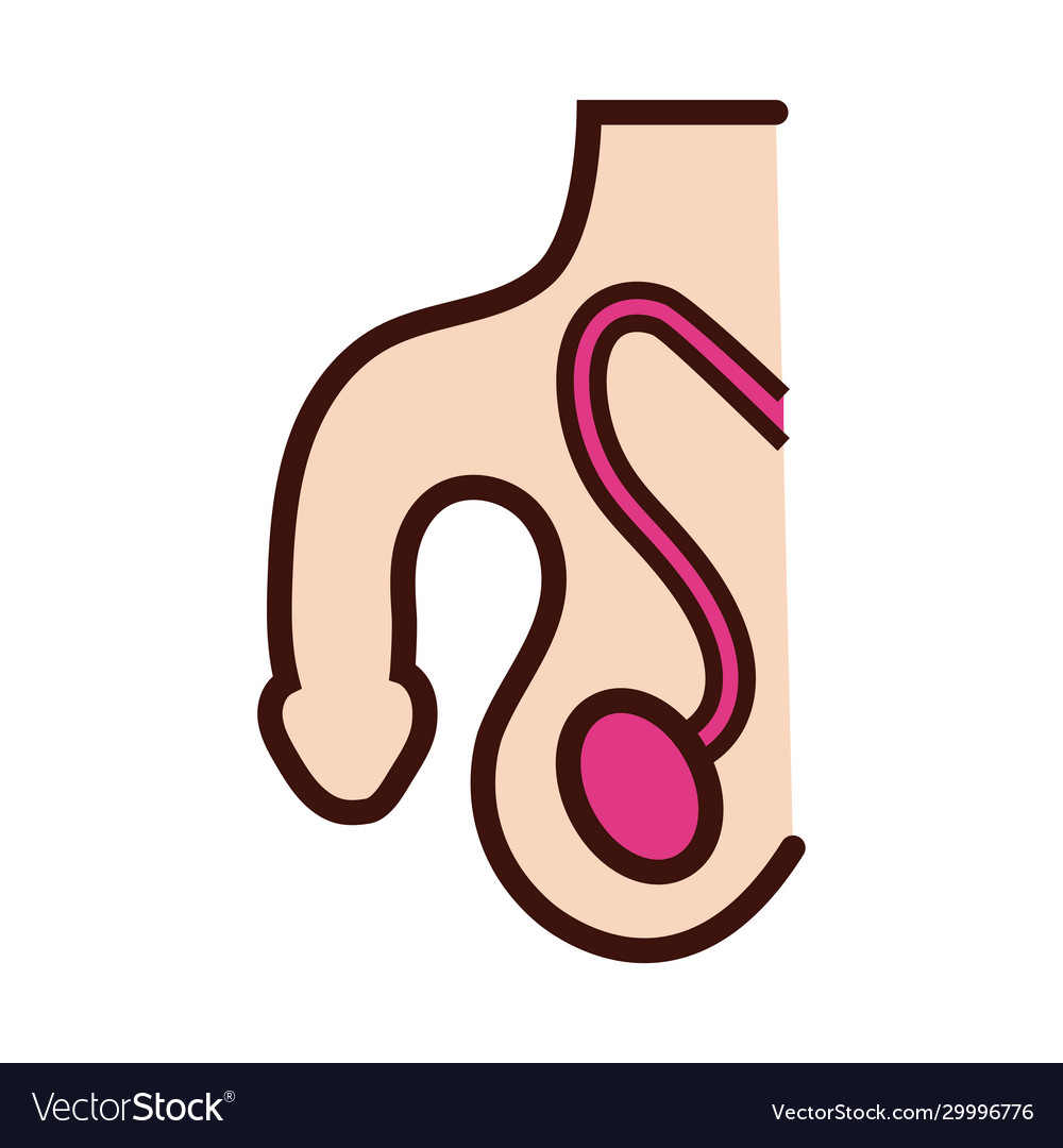 Male Reproductive System