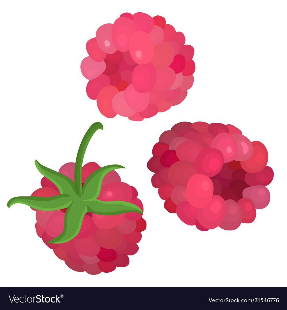 Whole and half raspberry flat color
