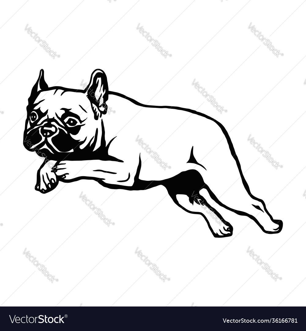 Adorable French Bulldog