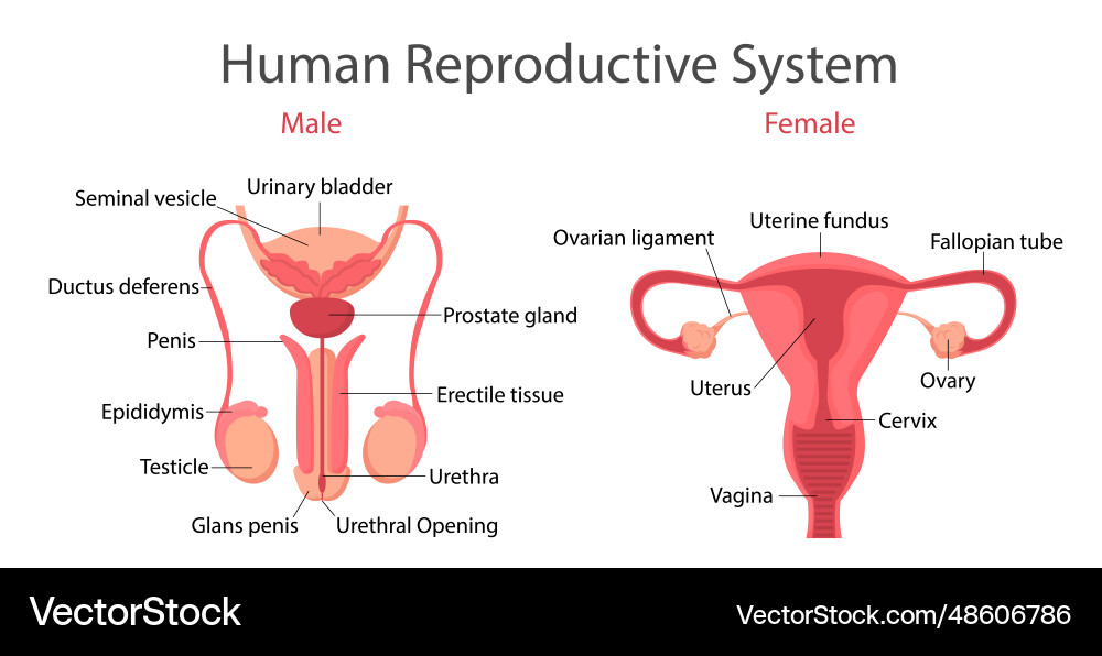 Reproductive system concept Royalty Free Vector Image