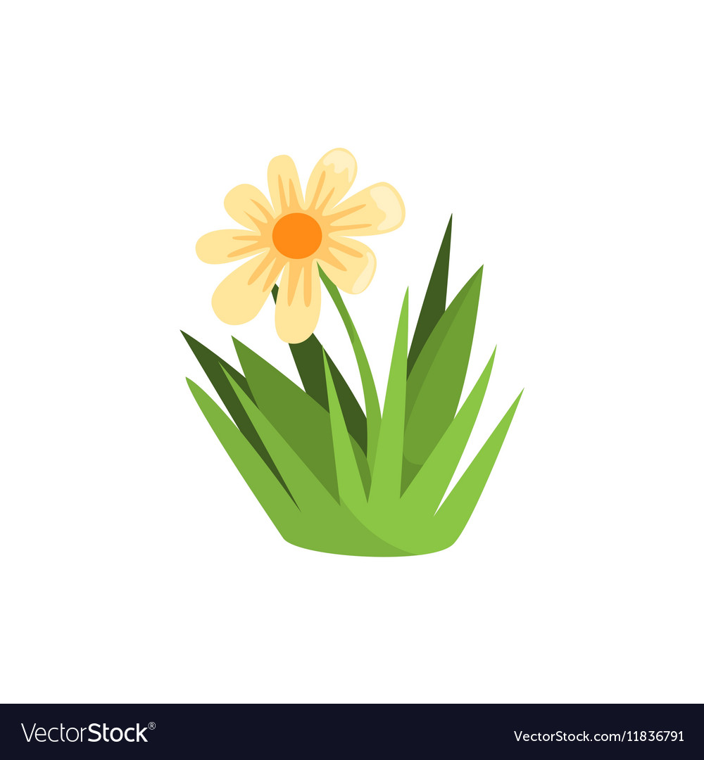 Chamomile Flower in Forest Setting