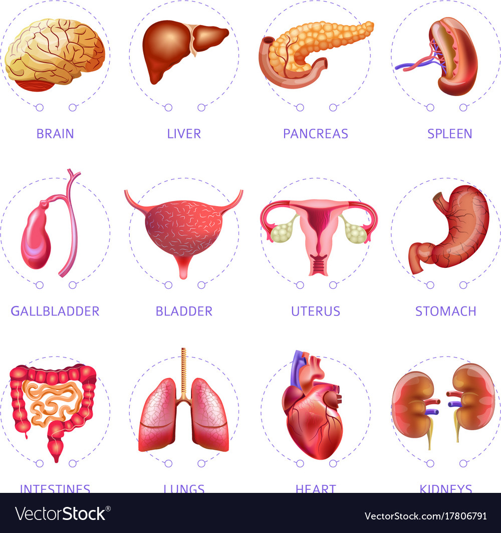 Human body internal organs medical flat Royalty Free Vector