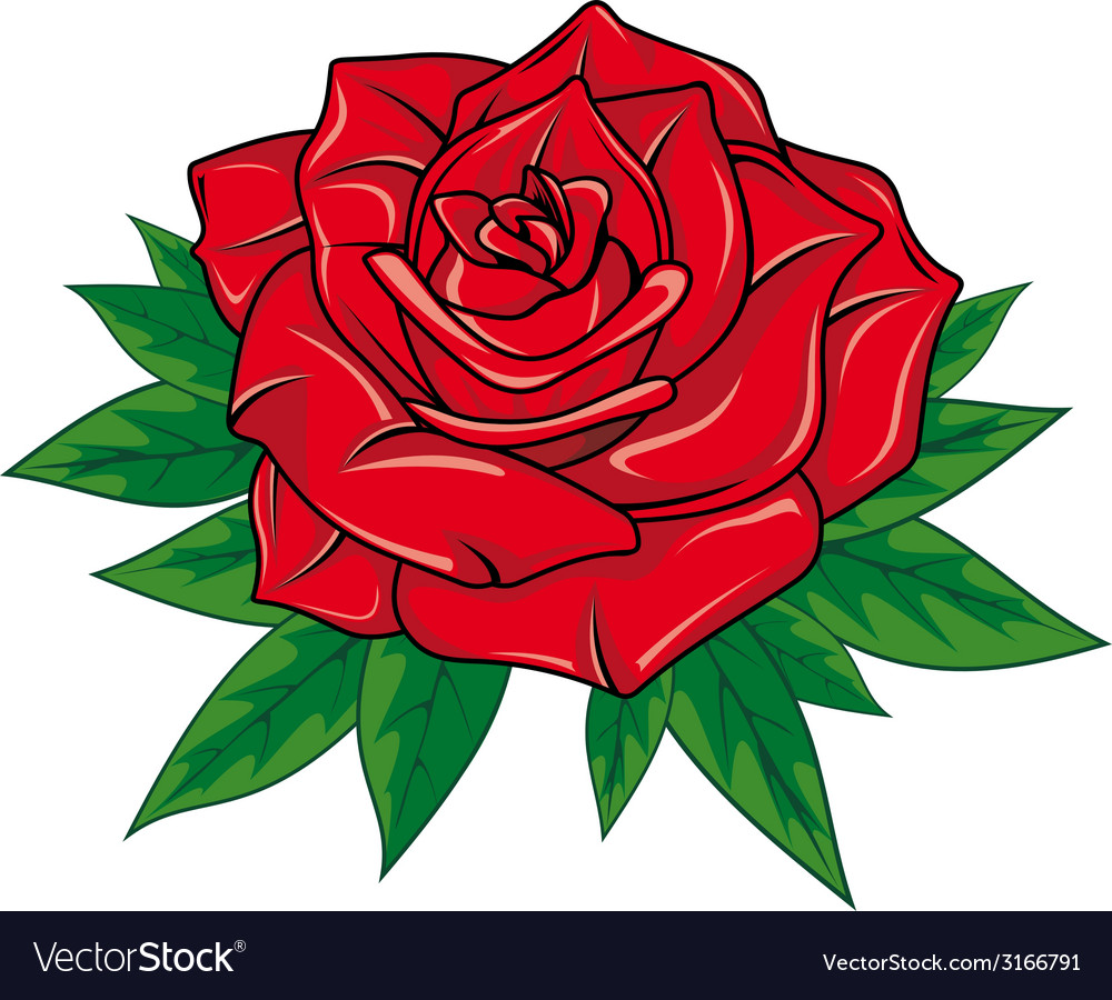 Red rose Royalty Free Vector Image - VectorStock