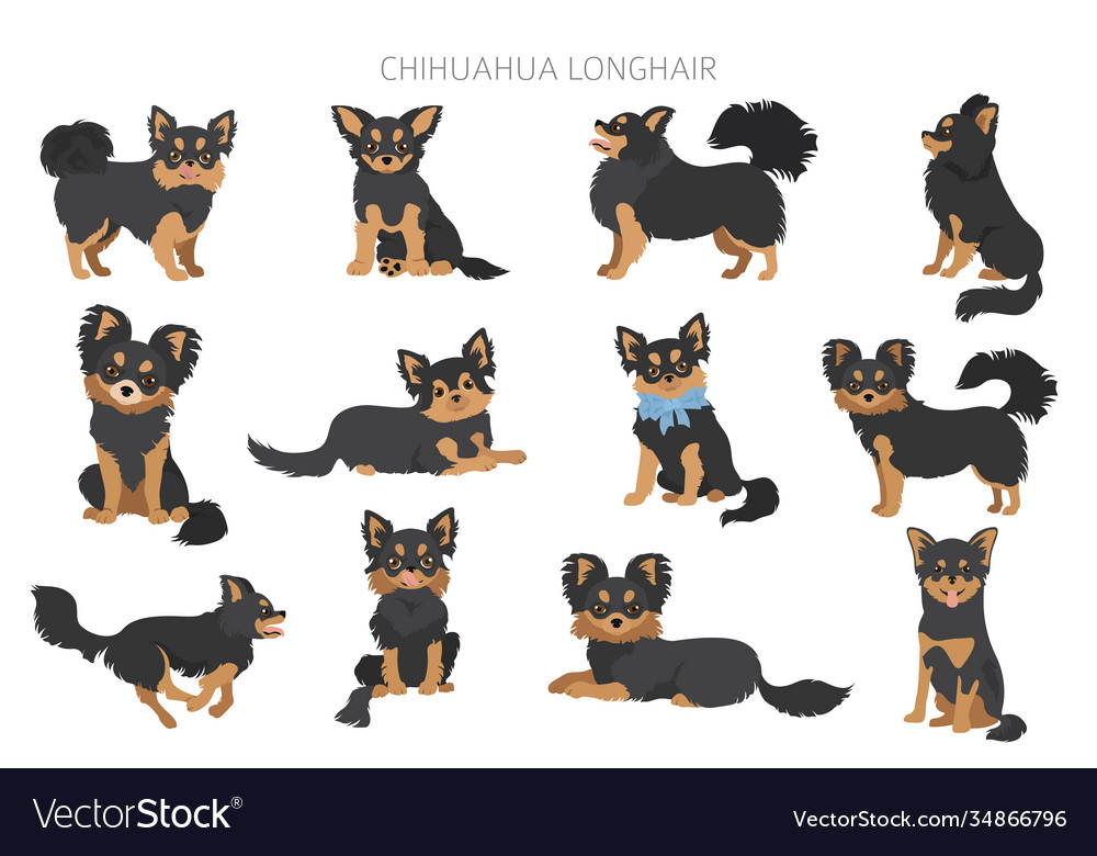 Chihuahua dogs in different poses adult and puppy