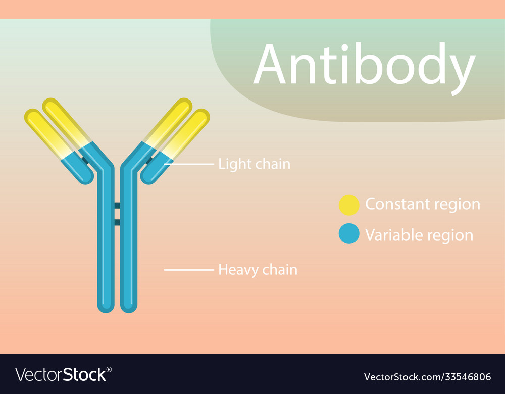 Antibody Structure Diagram For Education Vector Image 5236