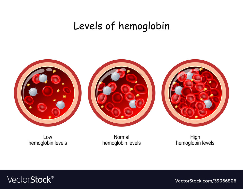 Hemoglobin Level Cross Section Of Blood Vessel Vector Image