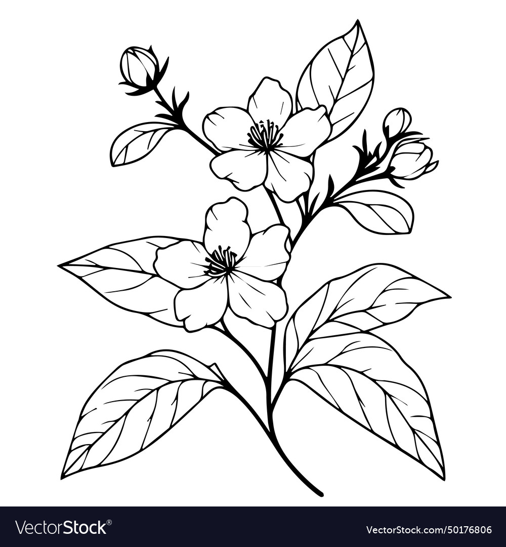 White Jasmine Tattoo Antistress Coloring Page Vector Image