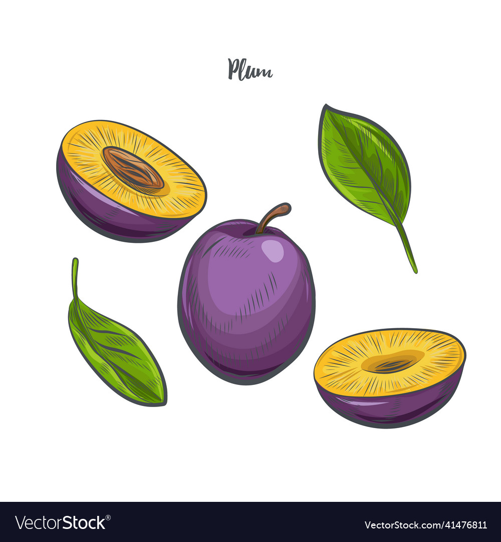 Plum fruit sketch