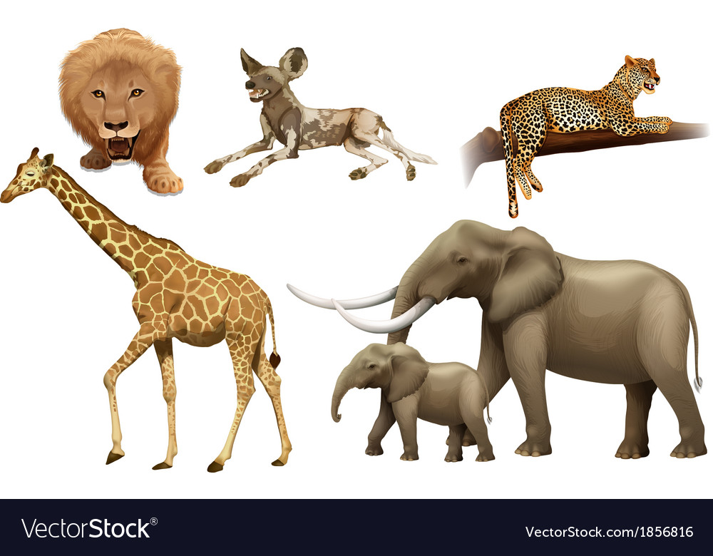 African Wild Animals Images – Browse 64 Stock Photos, Vectors, and Video