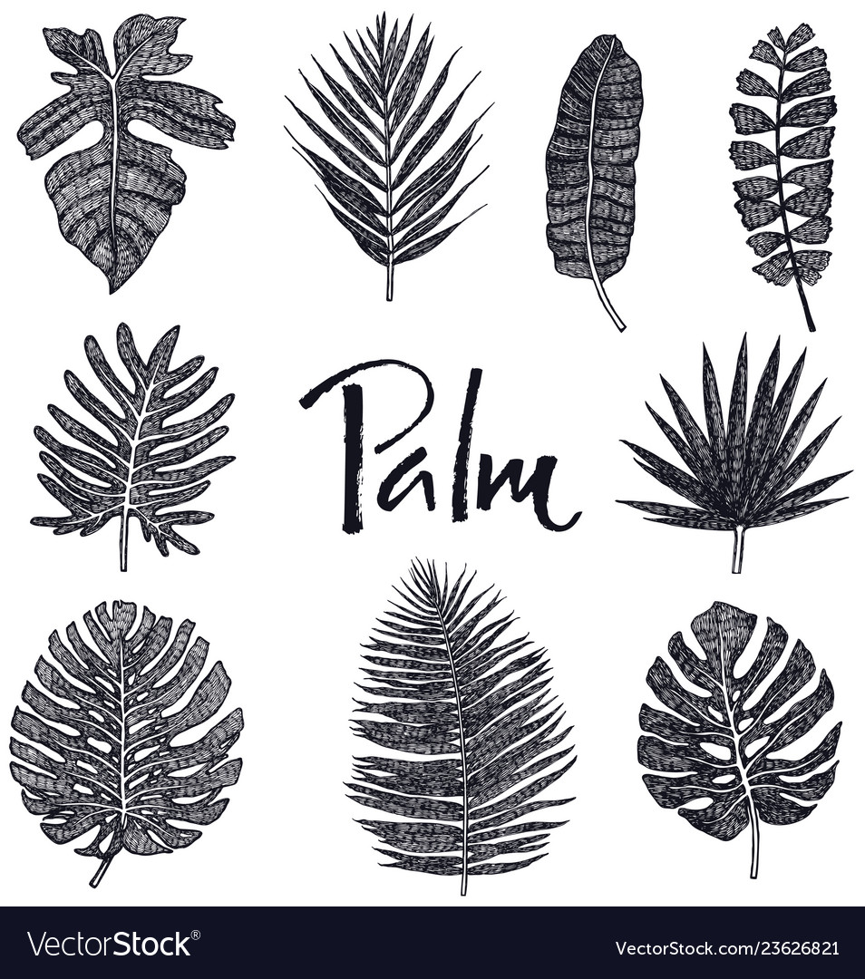 Black Palm Leaves Sketch