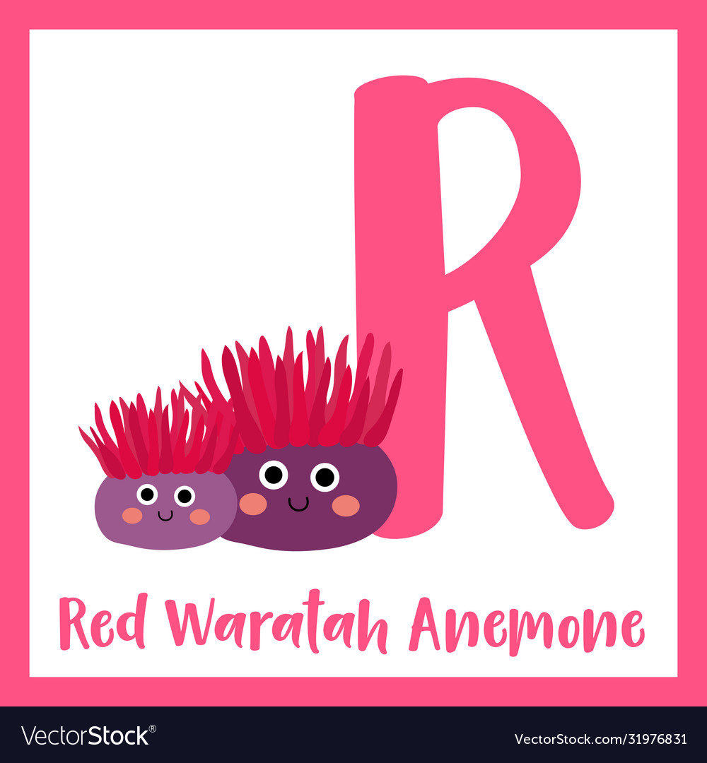 Letter r vocabulary red waratah anemone