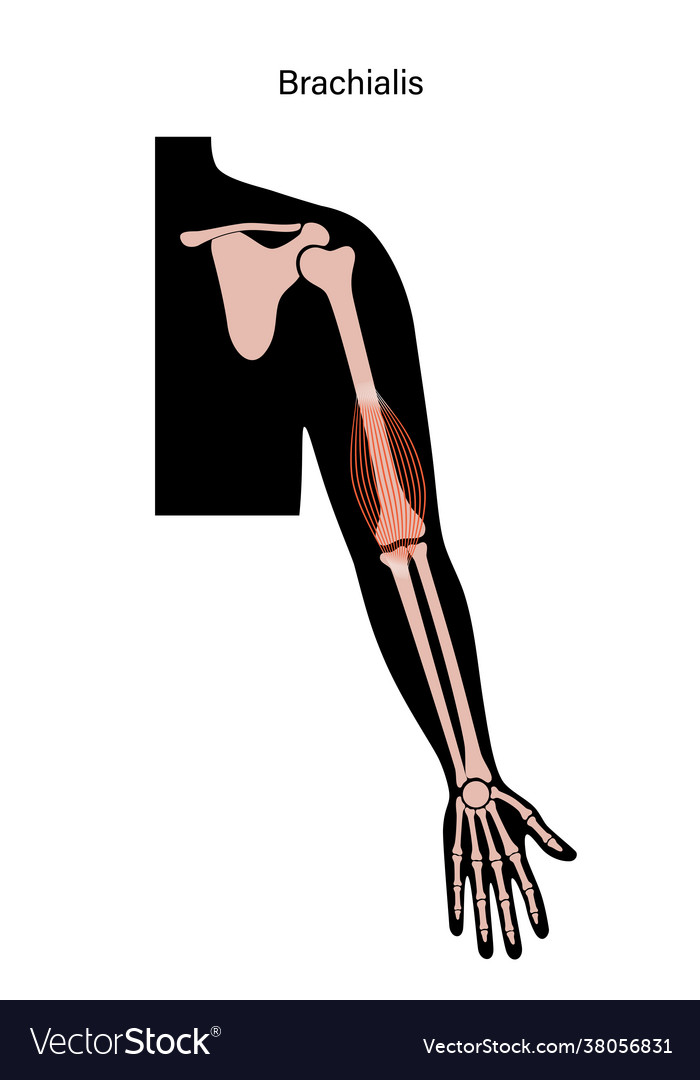 Muscular system arms