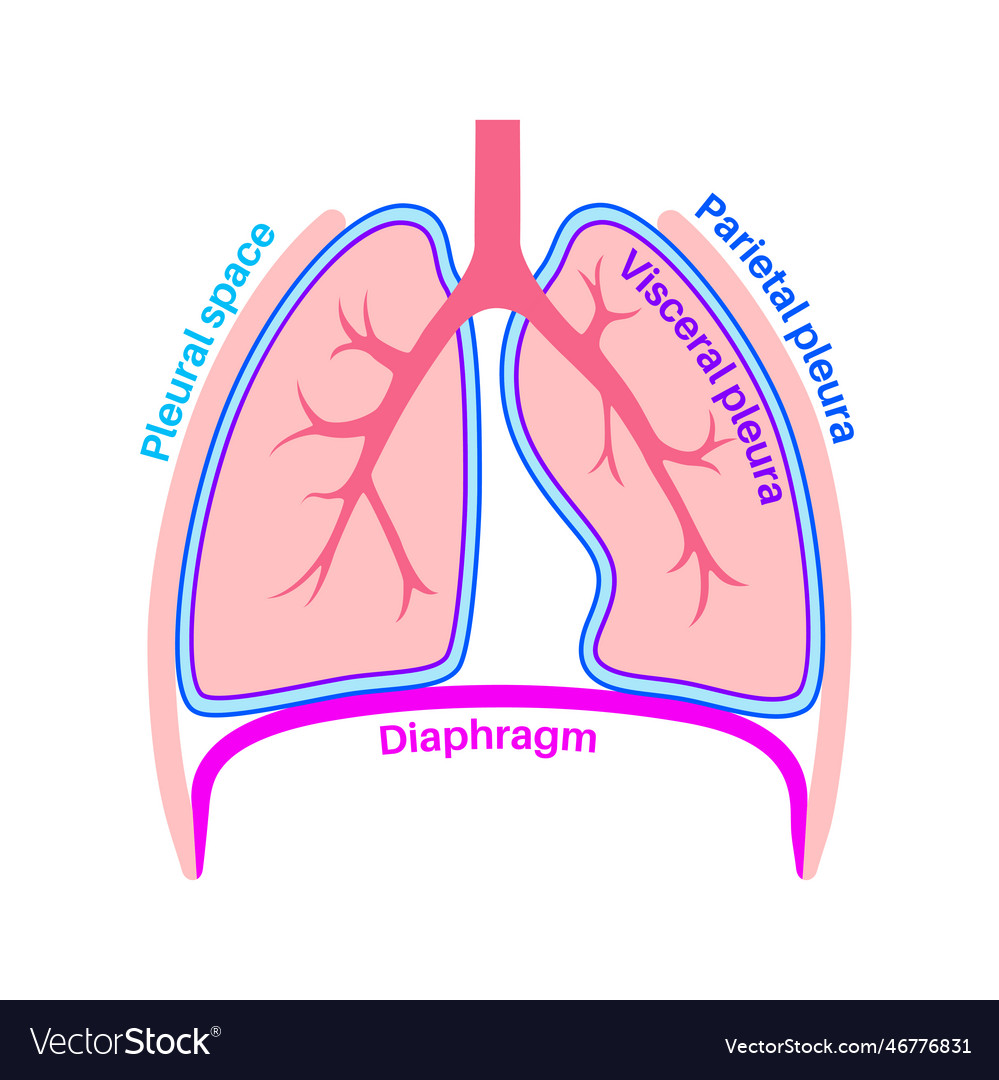 Pleura anatomical poster Royalty Free Vector Image