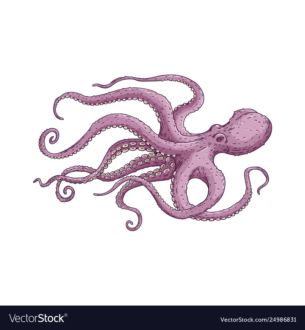 Purple octopus with long tentacles floating Vector Image