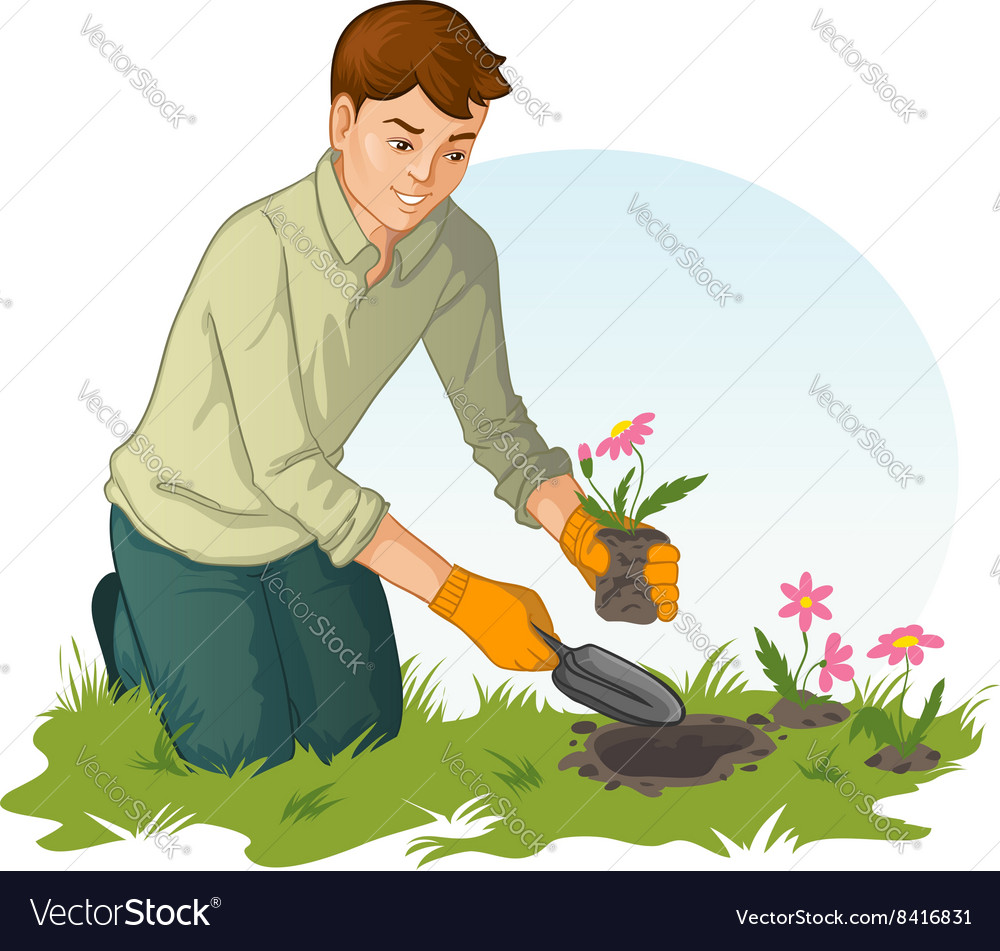 Young Man Planting Flowers In Garden Royalty Free Vector