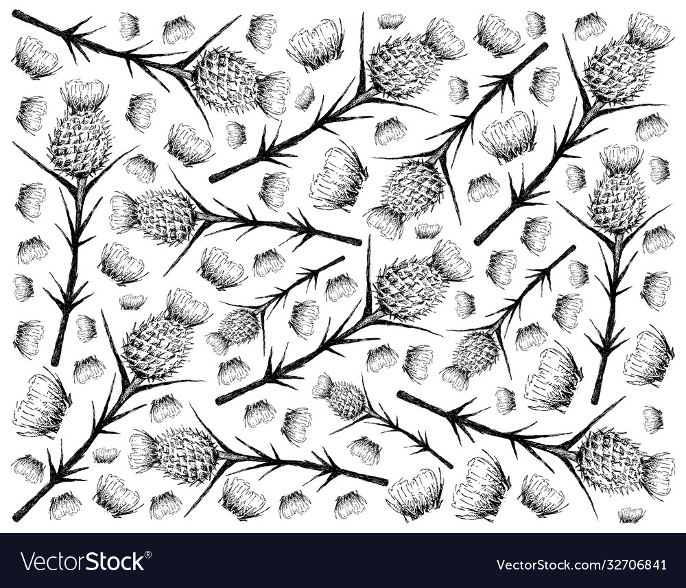 Hand drawn background milk thistle on white