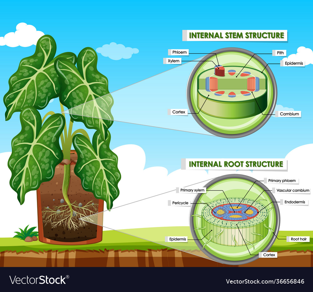 Diagram showing stem and root structure Royalty Free Vector