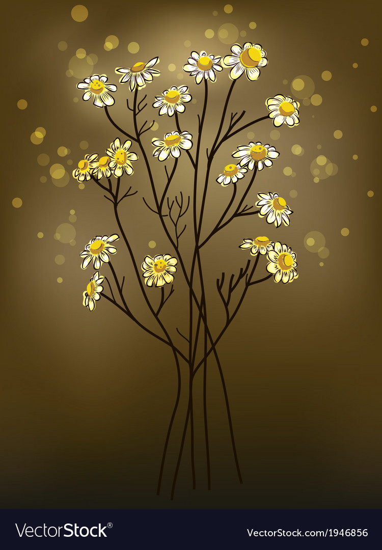 Chamomile
