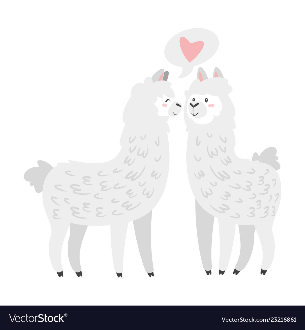 Cute lama alpaca animal