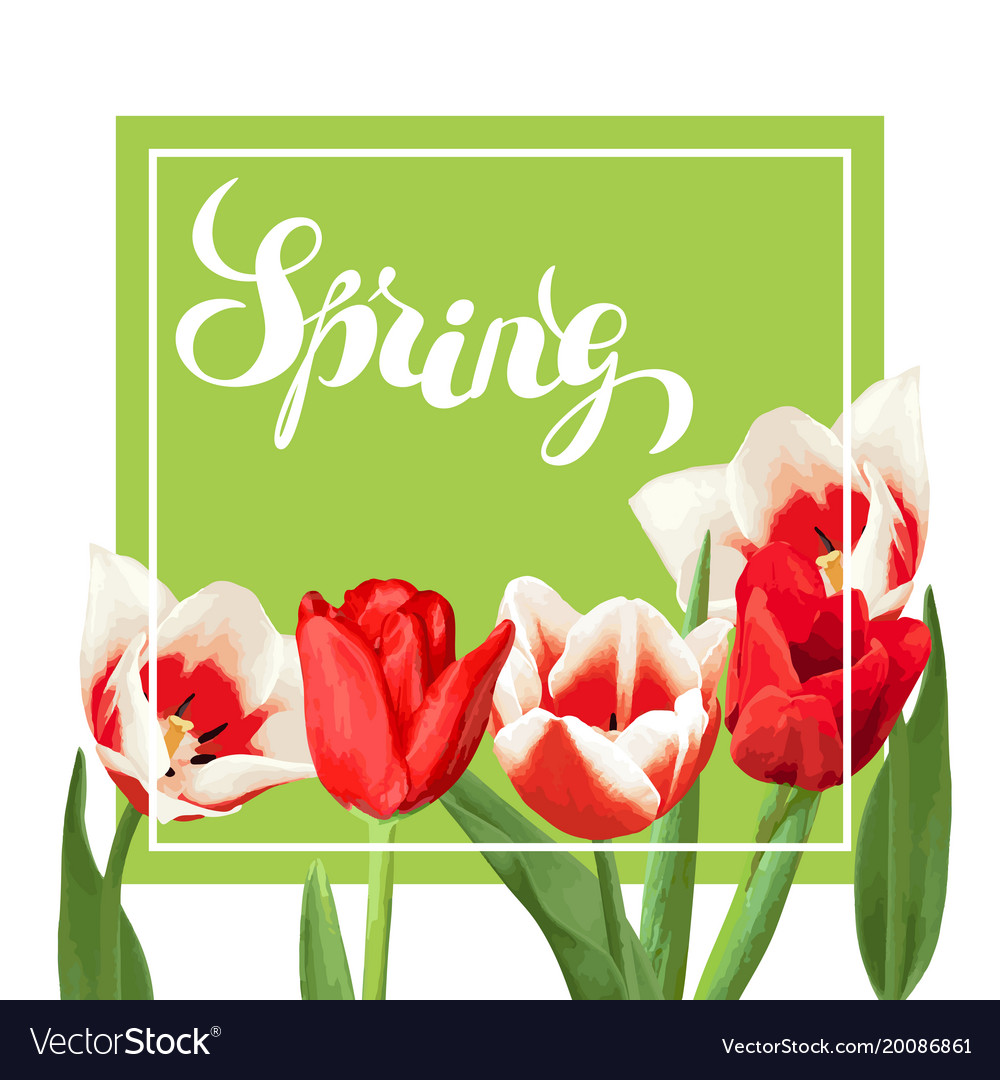 Spring background with red and white tulips Vector Image