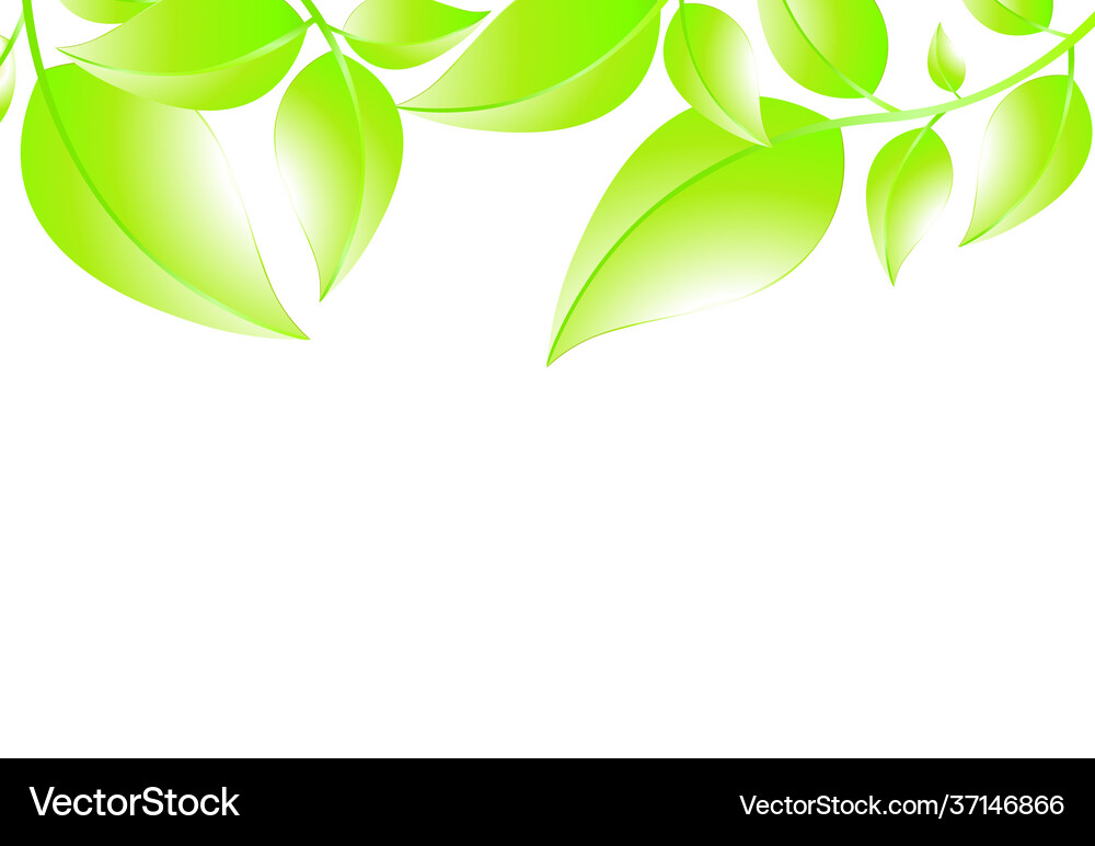 Green Leaf Background Royalty Free Vector Image