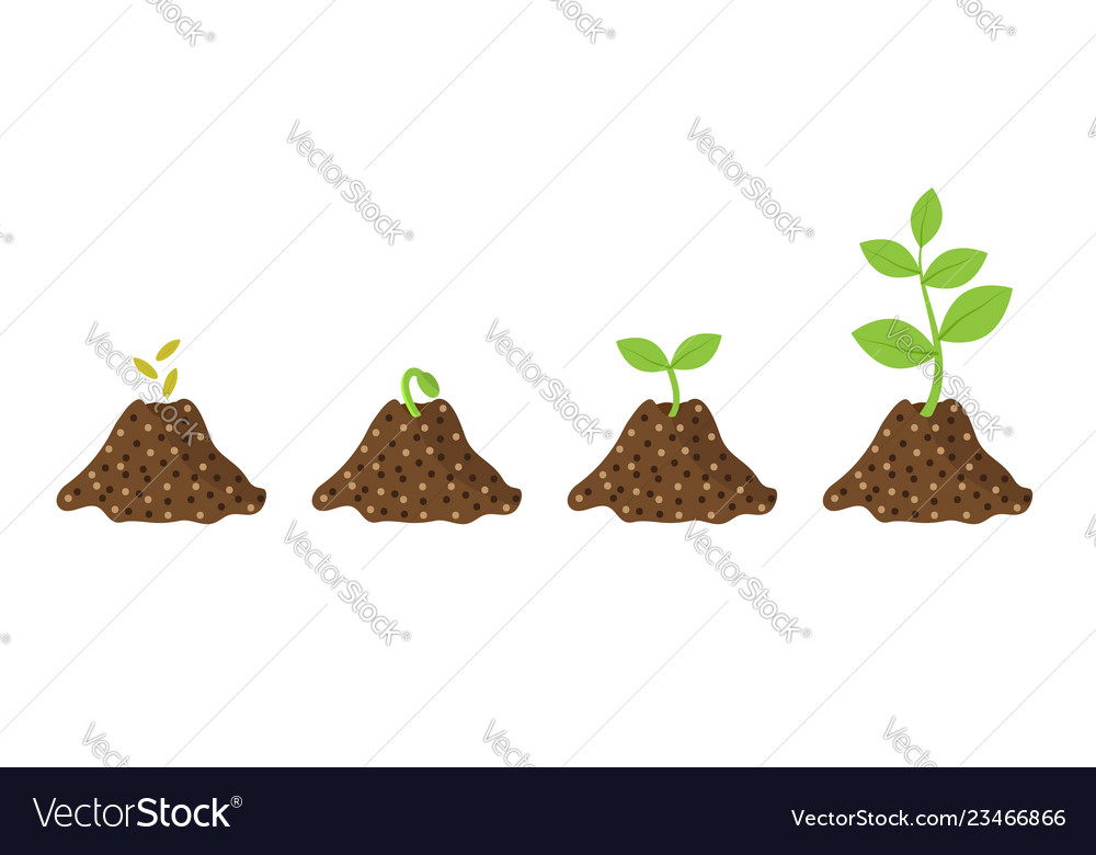 Stages of growth seeds sprout plant