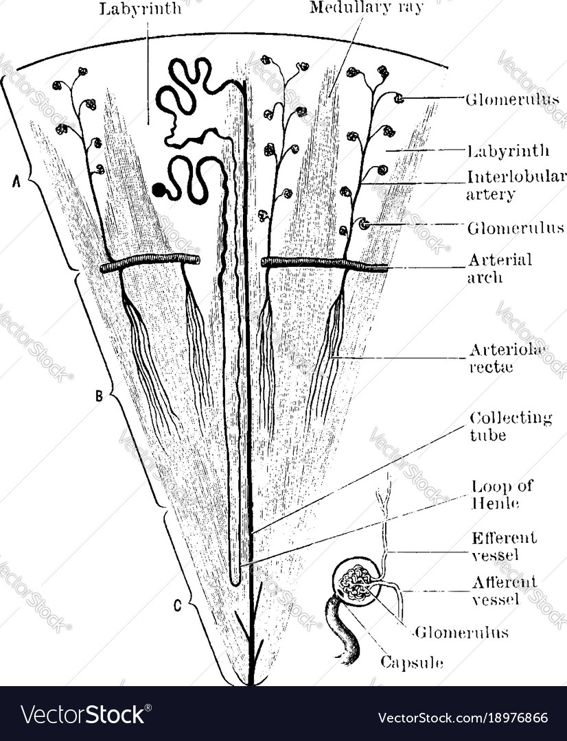 Structure of kidney lobe vintage Royalty Free Vector Image