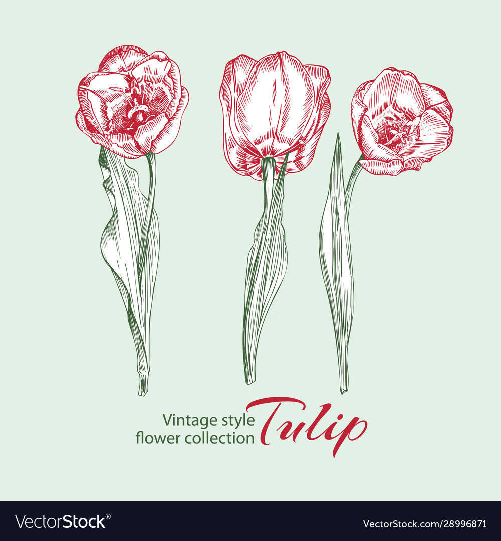 Spring flower tulips in red and green color Vector Image Spring flower tulips in red and green color