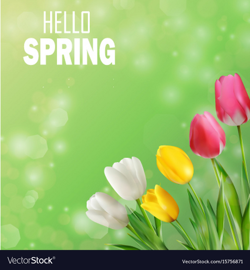 Tulips with Bokeh Background
