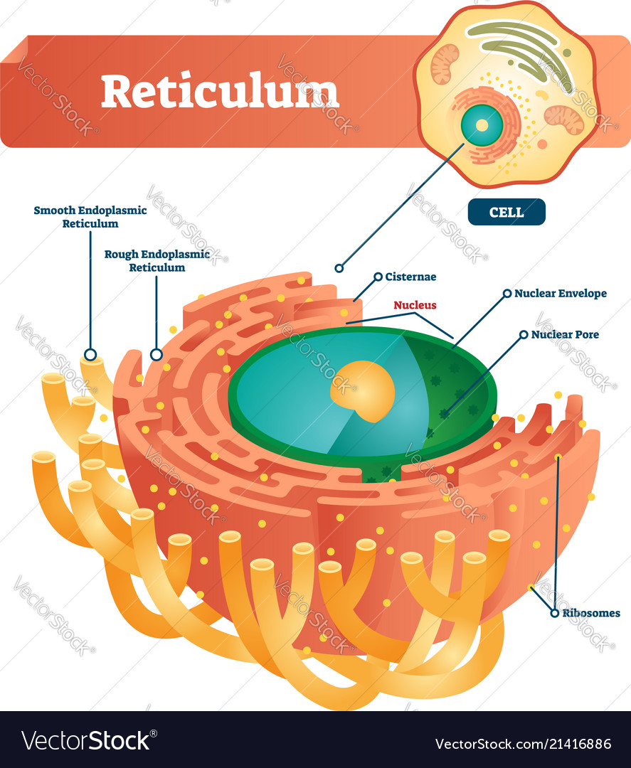 Reticulum Labeled Anatomical Vector Illustration Diagram Learning