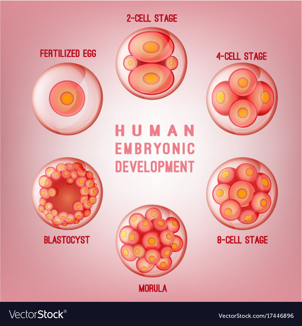 Development Of The Human Embryo Stock Vector Image My Xxx Hot Girl