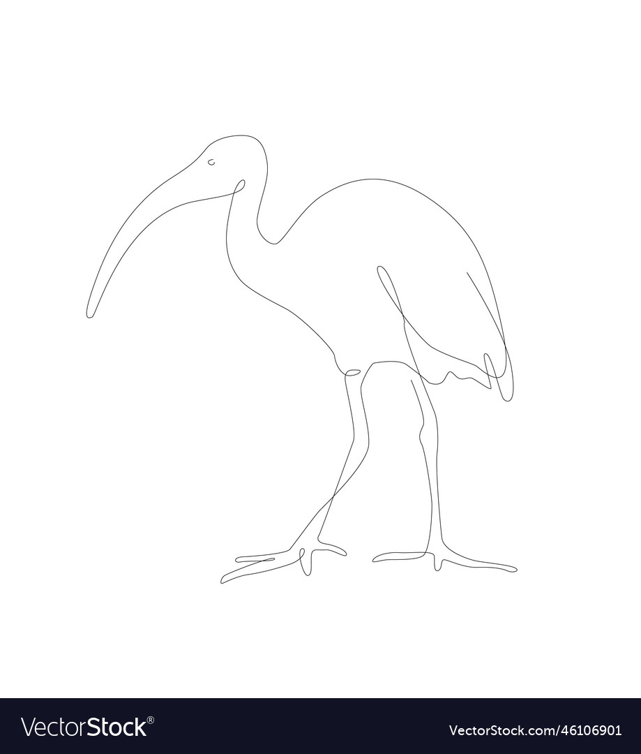Ibis bird line art unusual species Royalty Free Vector Image