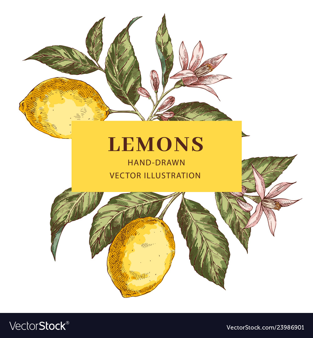 Lemon Hand Drawn Frame Layout Royalty Free Vector Image