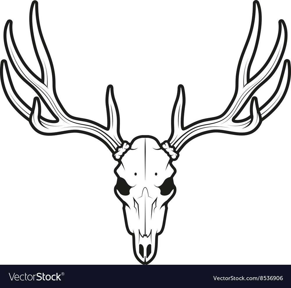 Whitetail Deer Skull Drawing