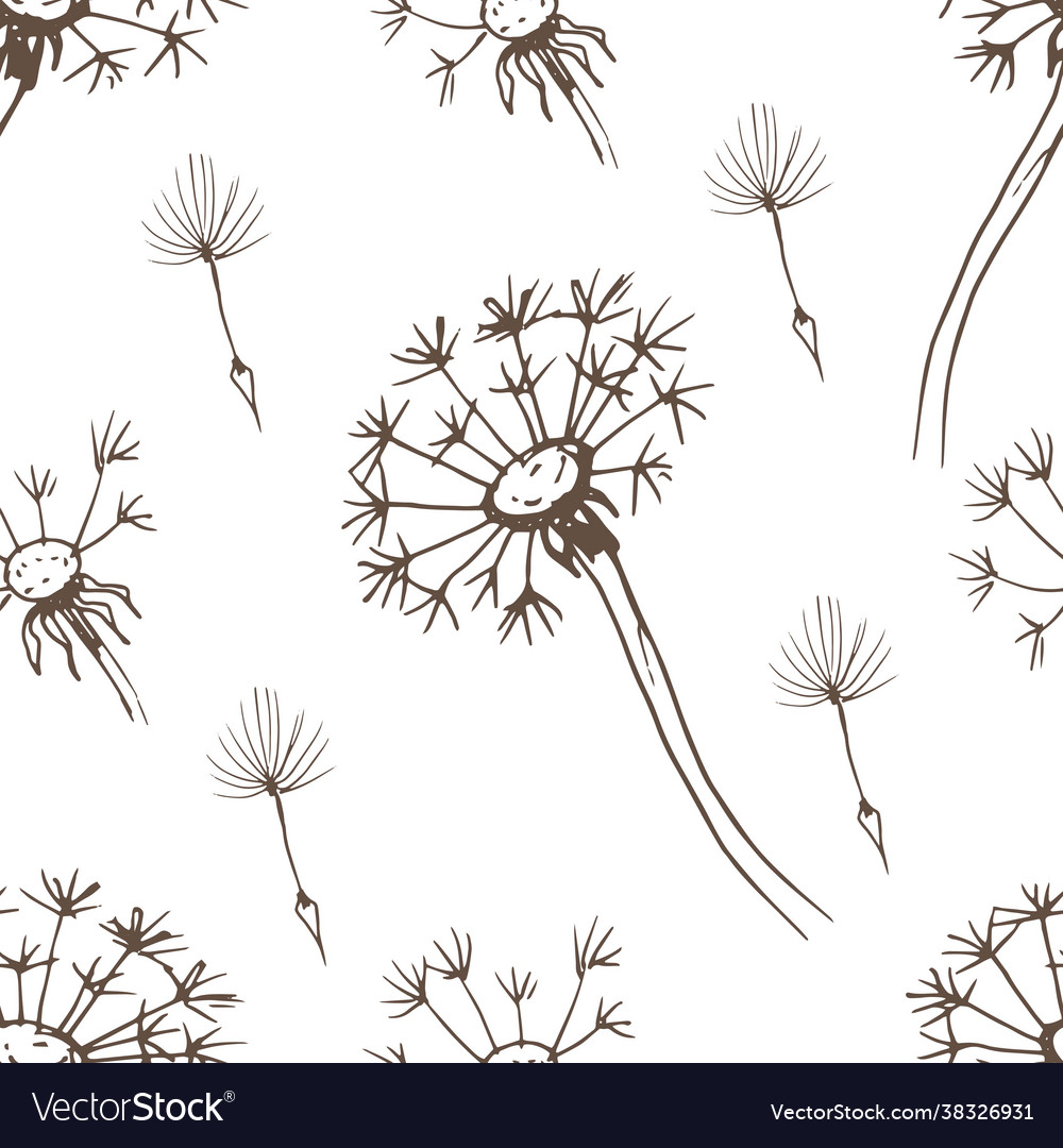 Dandelion flowers wildflowers graphic hand Vector Image