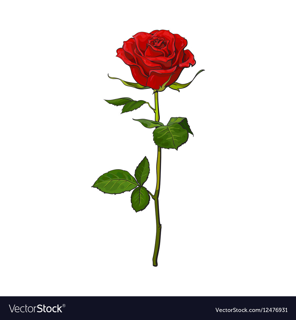 Deep Red Ruby Rose