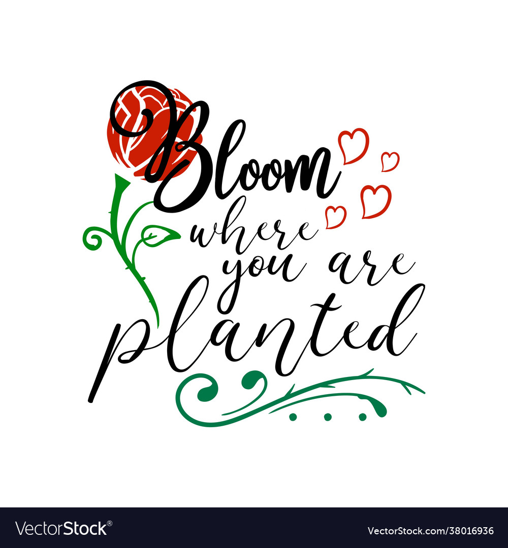 Bloom where you are planted quote lettering