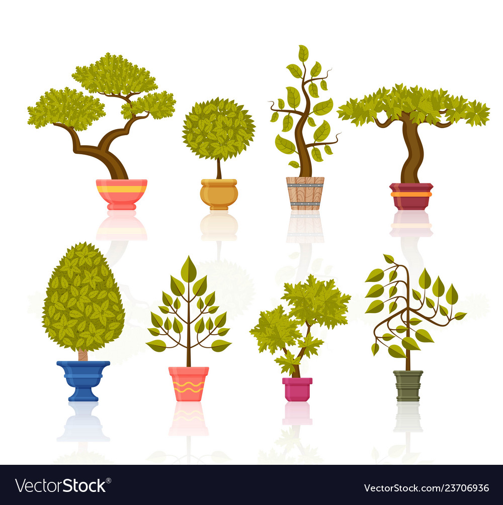 Bonsai tree set decorative plants in flower pots