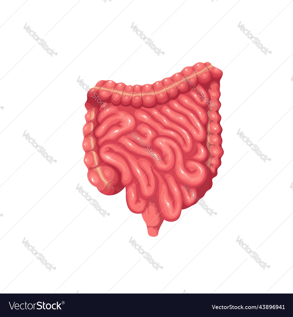 Human intestines digestive system isolated small Vector Image