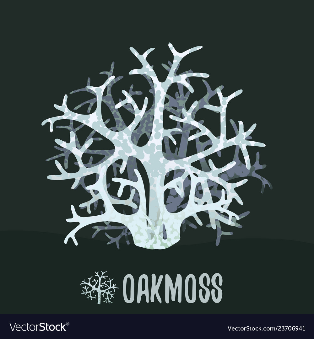 Шампунь американский бренд. Oakmoss перевод. Дубовый мох. Evernia prunastri эверния сливовая или дубовый мох. Oakmoss перевод.