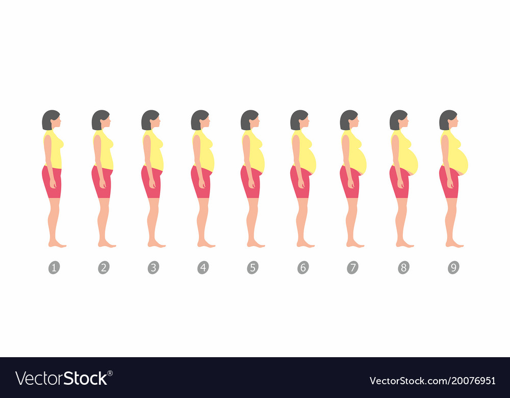 Stages of pregnancy Royalty Free Vector Image - VectorStock