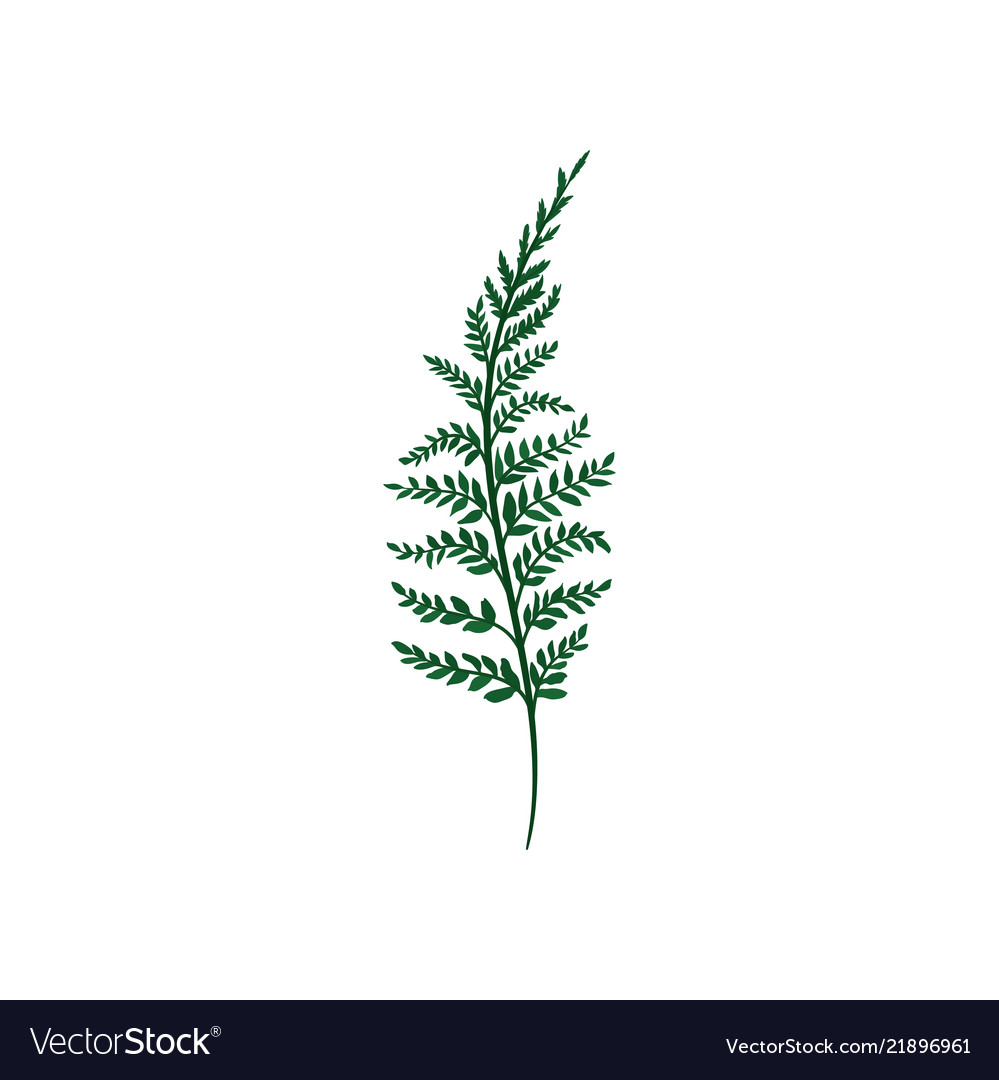 Green fern twig with small leaves natural element