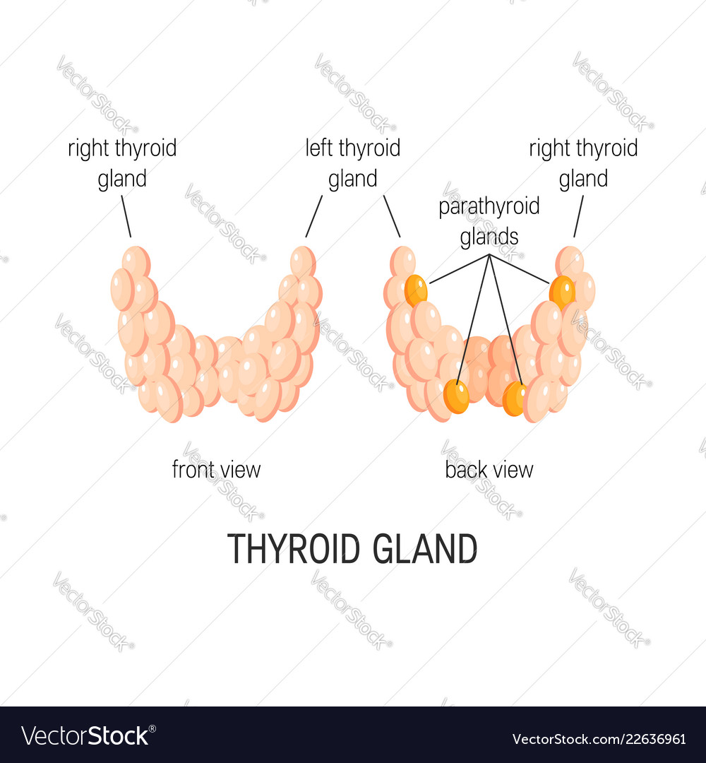 Thyroid gland Royalty Free Vector Image - VectorStock