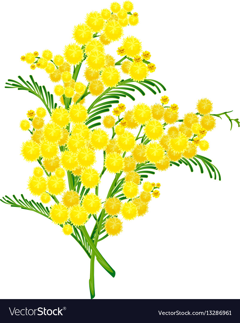 Yellow acacia blossom branch flower Royalty Free Vector