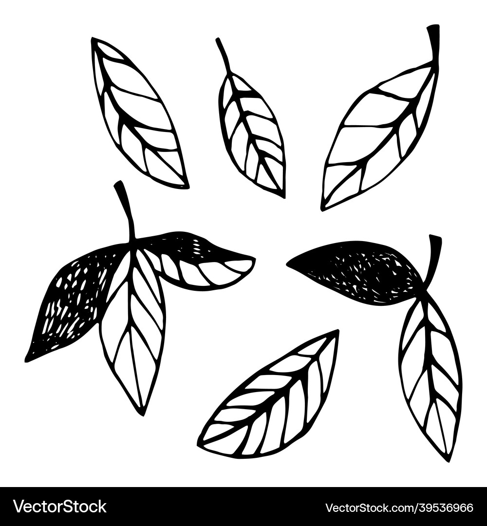 Leaves black and white isolated Royalty Free Vector Image