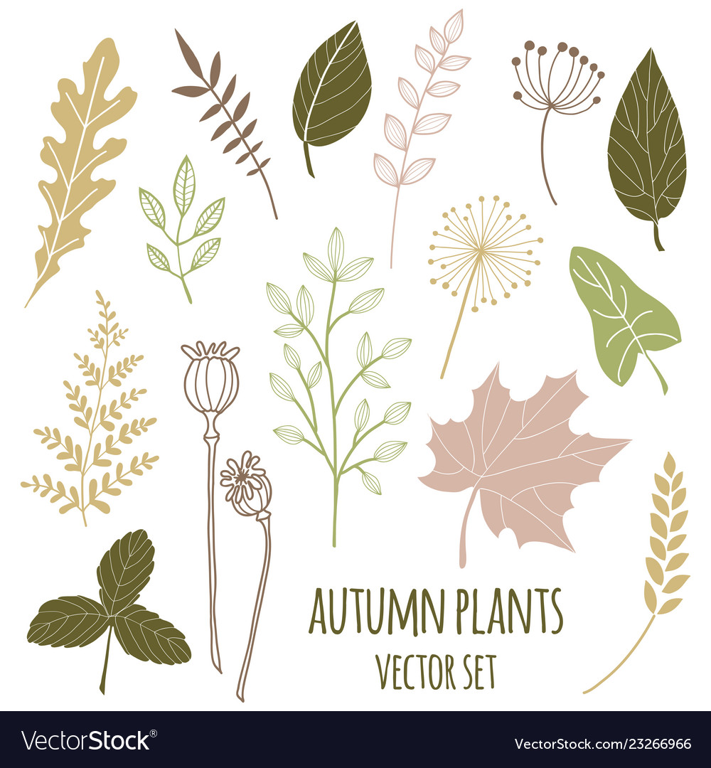 Set of botany sketches and line doodles vector image Set of botany sketches and line doodles
