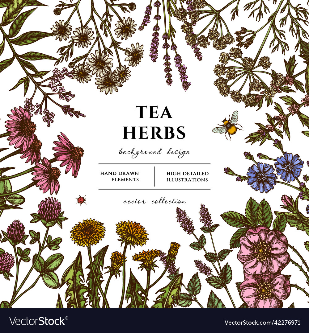 Tea herbs hand drawn design